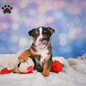 Mia, Miniature Bulldog Puppy